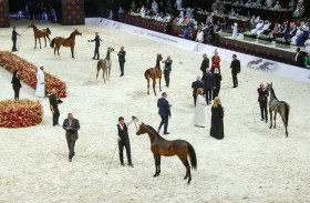 جمعية الإمارات للخيول العربية.. نقلة نوعية وحصاد استثنائي خلال موسم 2023-2024