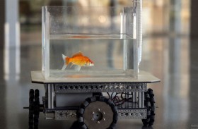 سمكة تقود سيارة 