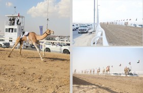 انطلاق مهرجان الظفرة الرابع لسباقات الهجن 22 أكتوبر