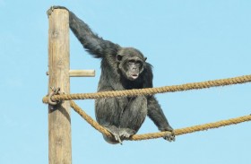  حديقة الحيوانات بالعين تبذل جهودا كبيرة للحفاظ على الشمبانزي