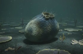 كائن طري بلا عظام.. أول مخلوق على وجه الأرض يربك العلماء