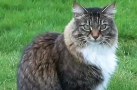 «القط لويس» يعبر حدود كندا وأمريكا يوميا بلا جواز سفر