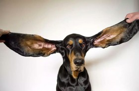 كلب يدخل غينيس بطول أذنيه