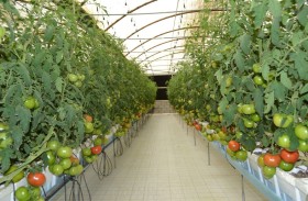 الزراعة المنزلية في الإمارات.. مبادرات مجتمعية ترسخ الاستدامة والاكتفاء الغذائي