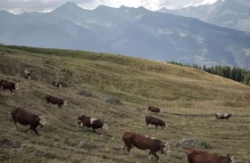 فيروس يهدد أبقار أوروبا.. والسبب غير متوقع