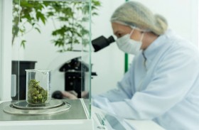 دراسة: تأثير القنب على التخدير يختلف وفق طريقة تعاطيه 