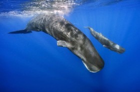 شفرة لغوية لدى الحيتان تحاكي الكلام البشري