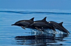 تغير المناخ له تأثير مدمر على الحيتان والدلافين