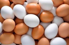 نوع من البيض يحوي 6 أضعاف فيتامين «د»