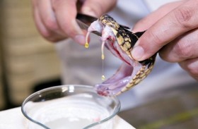 جل سم الأفاعي.. يُسرع شفاء الجروح 