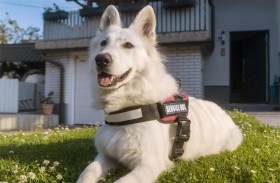 تغادر زفاف شقيقتها بسبب منع دخول كلبها!