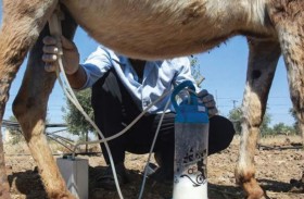 جدل حول استخدام «حليب الأتان» في تصنيع الصابون
