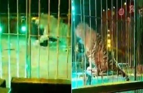 نمر يغدر بمدربه بعضة في العنق