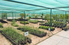 أكثر من 30 ألف شتلة من النباتات البرية والحمضيات ينتجها مشتل مدينة زايد للنباتات البرية