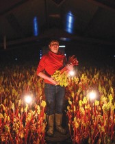 المزارع روبرت توملينسون يقف لالتقاط صورة وهو يحصد نبات الراوند الذي يتم حصاده على ضوء الشموع في مزرعته في بودسي، بالقرب من ليدز في شمال إنجلترا.  ا ف ب