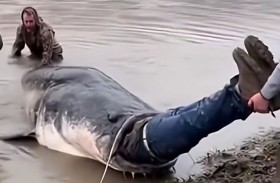 سمكة عملاقة تبتلع رجلاً 