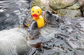 فقمة فضولية تتصدر الإنترنت مع بطتها المطاطية 