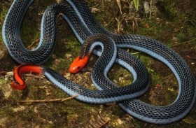 منع رجل من اقتناء الحيوانات بعد تجويعه أفعى 