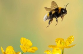 لماذا أصبحت خلايا النحل فارغة في فرنسا؟