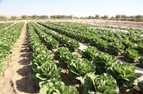 الزراعة والسلامة الغذائية تمنح 550 مزرعة شهادة أبوظبي جاب المعتمدة عالمياً