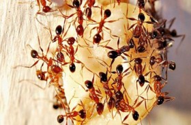 هلاك آلاف الأنواع.. ماذا يحدث لو انقرض النمل؟