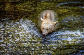 لقطات نادرة لـ«دببة الأشباح» البيضاء