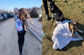 تحمل كلبها 17 كم هربا من الحرب 