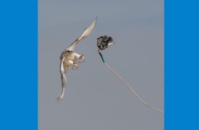 الصيد بالصقور.. رياضة تراثية ترسخ مكانة الإمارات عالميا