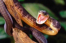 الثعابين فائقة السرعة.. لماذا لا يمكن الهروب من لدغاتها؟