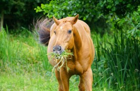 هل تتألم الأشجار عند أكل أوراقها؟