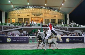 اليوم..انطلاق منافسات المحطة الختامية لكأس رئيس الدولة للخيول العربية في الرياض