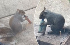 سناجب «تُدخن» الفيب