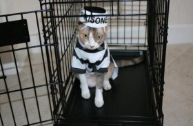 فرار قطة متهمة بتهريب المخدرات