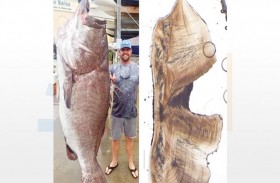 العثور على أكبر سمكة سنا في العالم