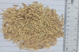 بحث تم إجراؤه في «أمريكية رأس الخيمة» يستكشف جدوى رماد قشر الأرز كبديل جزئي للأسمنت