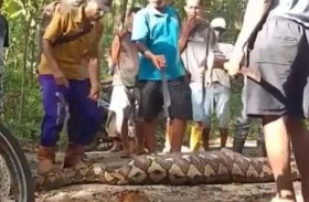 ثعبان يسحق مزارعاً ويبتلعه بالكامل