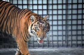 ارتفاع عدد النمور النادرة في حديقة صينية