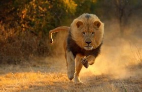 أسد ينقض على طفلة خلال إطعامها الدجاج