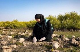 بلدية عجمان تطلق مبادرة زراعة القرم في محمية الزوراء