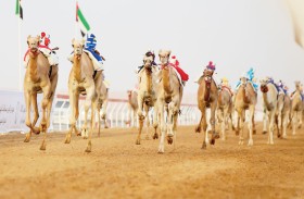 اليوم انطلاق فعاليات مهرجان العين لسباقات الهجن بمشاركة اماراتية وخليجية واسعة 