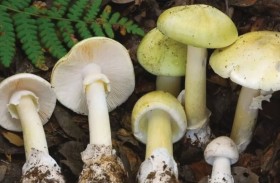 الفطر السام يجتاح كاليفورنيا