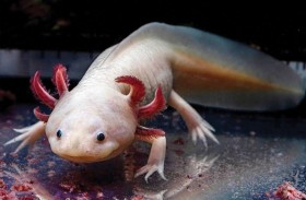 مخلوق مائي قد يفتح الباب لتجديد الأطراف البشرية