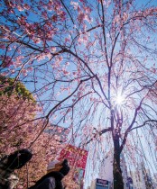 مارة ينظرون إلى أزهار الكرز المبكرة في إحدى الحدائق بالعاصمة اليابانية طوكيو. ا ف ب