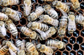 إنتاج العسل الأردني في نمو مطرد 