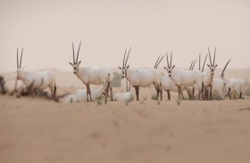 4 قصص نجاح إماراتية تعيد الأمل في عكس مسار تراجع التنوع البيولوجي عالميا