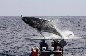 صيد الحيتان ومشاهدة المشاهير في جزر أمريكية