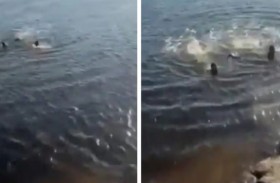 إنقاذ «بطولي» لسيدة ألقت بنفسها في النهر