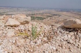 بيئة أبوظبي تعيد تأهيل الموائل الطبيعية الجبلية في متنزه جبل حفيت