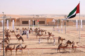 مهرجان الظفرة.. درة مزاينات الإبل ووجهة الأصالة والتراث