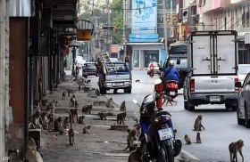 تايلاند تضع خطة لإنهاء الحرب الأهلية مع القردة